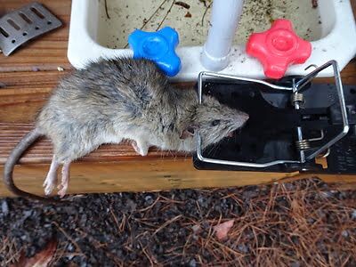 mouse trapping